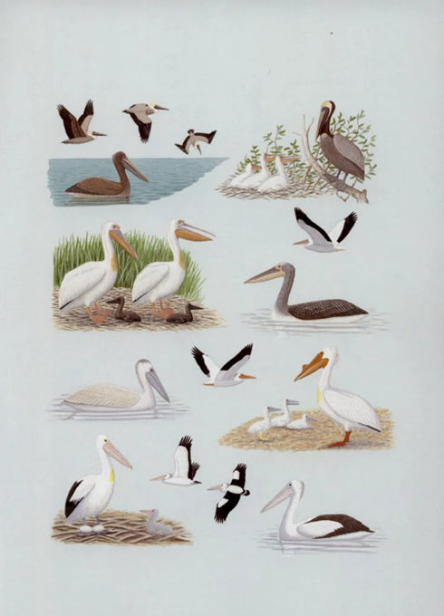 Pelicans, Comorants and their Relatives - The Pelicaniformes - Nelson,B.J. 2006